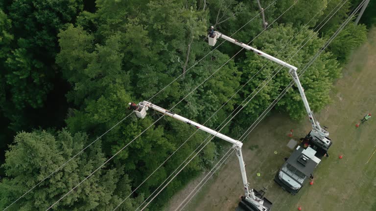  Hurstbourne, KY Tree Removal Pros