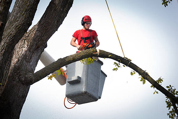 Best Hazardous Tree Removal  in Hurstbourne, KY